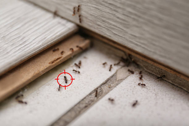 Best Residential Pest Control  in Macon, IL