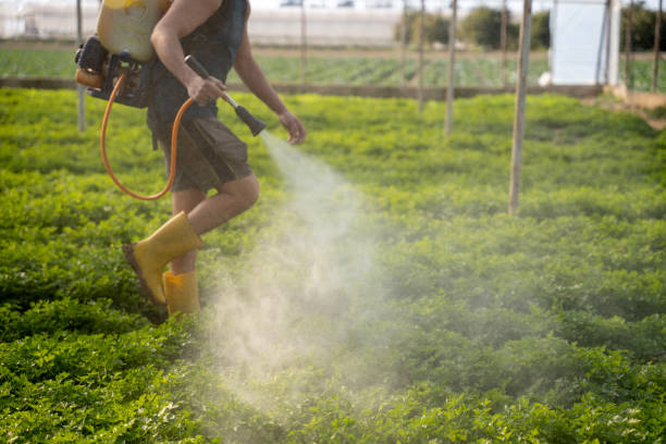 Best Wasp Removal Services  in Macon, IL