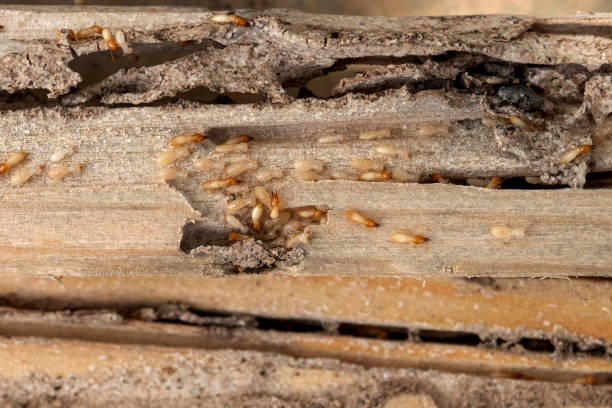 Best Mosquito Control Services  in Macon, IL